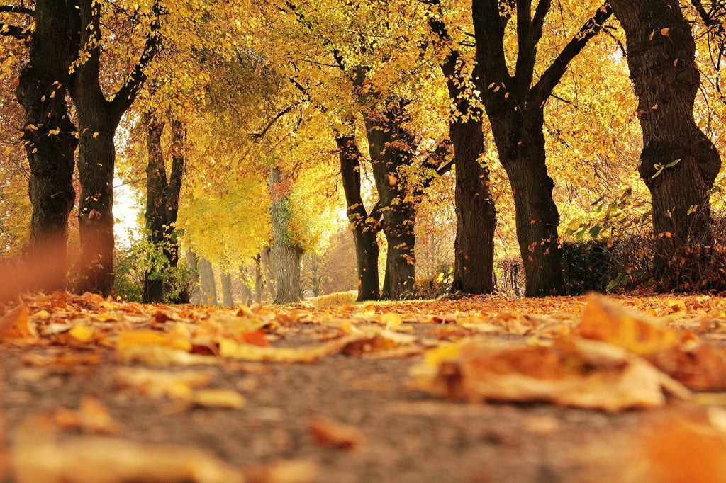 Top 5 Countries to Visit for Stunning Fall Foliage